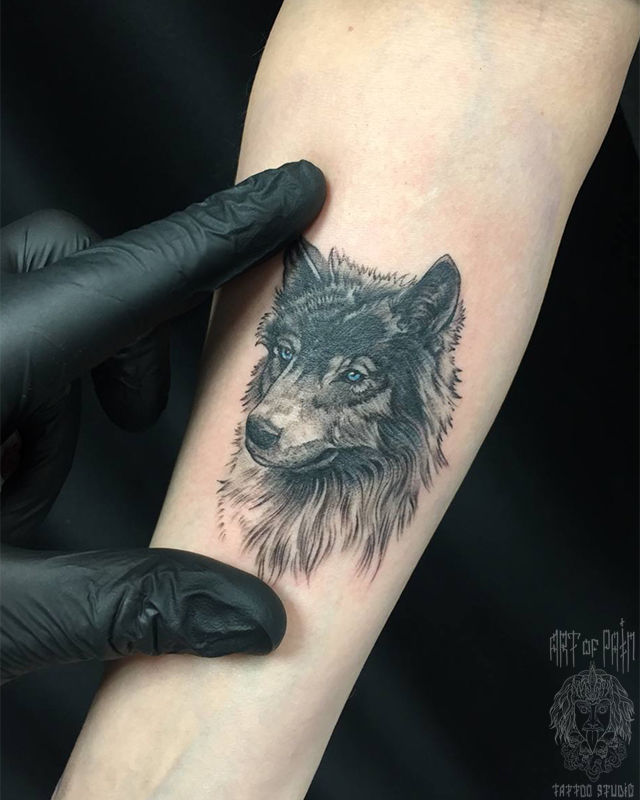 Татуировка женская реализм на предплечье волк – Мастер тату: 