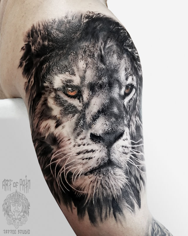 Татуировка мужская реализм на плече старый лев – Мастер тату: 