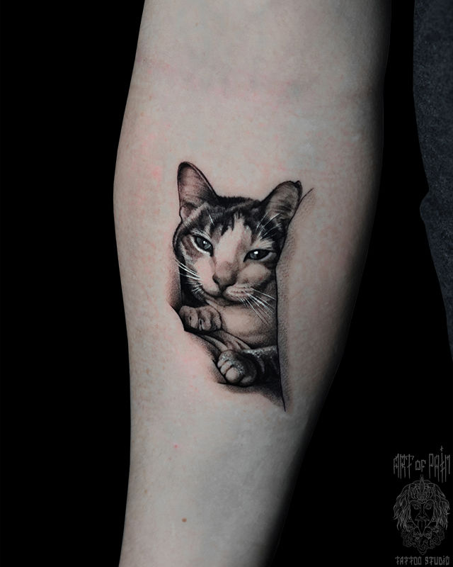Татуировка мужская реализм на предплечье кот – Мастер тату: Анастасия Юсупова