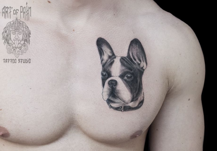Татуировка мужская реализм на груди французский бульдог – Мастер тату: 