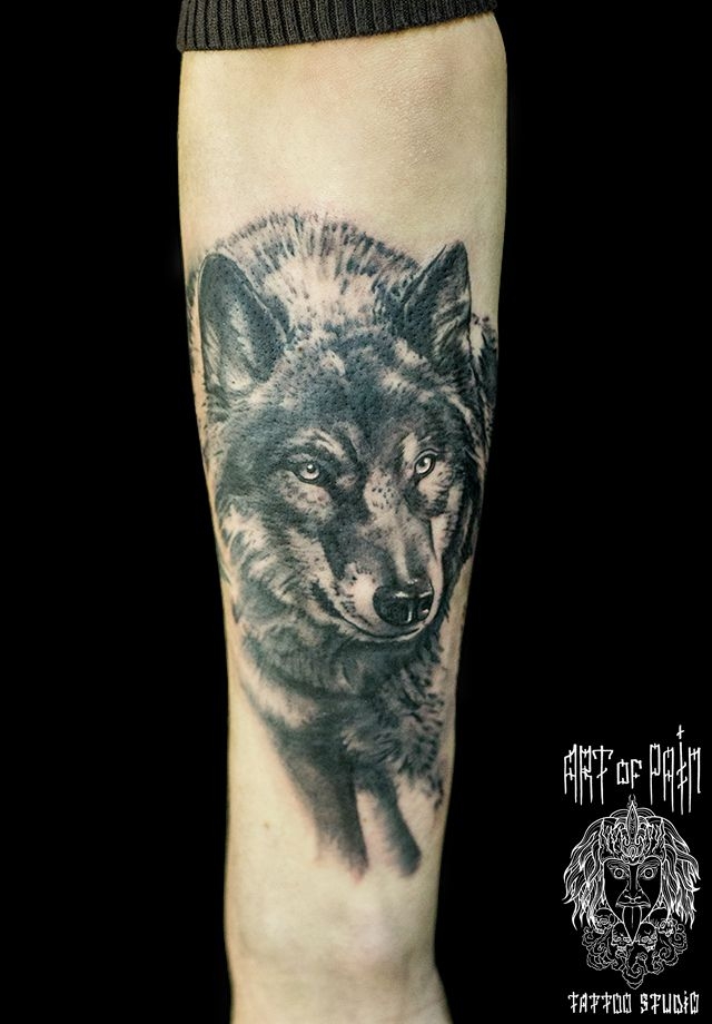 Татуировка мужская реализм на предплечье серый волк – Мастер тату: 