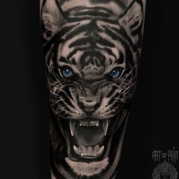 Татуировка мужская реализм на предплечье тигр с голубыми глазами